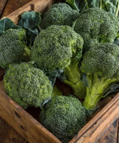 Di Cicco Broccoli Seeds – Heirloom Italian Variety – 200 Seeds – Easy-to-Grow - Image 1