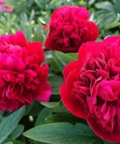 Diana Parks Peony Bare Root Plant - Red Perennial Flower Outdoor - Image 2