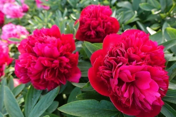Diana Parks Peony Bare Root Plant - Red Perennial Flower Outdoor - Image 2