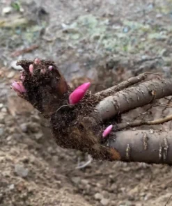 Diana Parks Peony Bare Root Plant - Red Perennial Flower Outdoor - Image 3