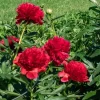 Diana Parks Peony Bare Root Plant - Red Perennial Flower Outdoor - Image 1