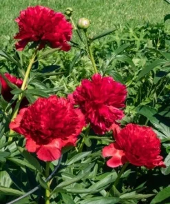 Diana Parks Peony Bare Root Plant - Red Perennial Flower Outdoor - Image 1