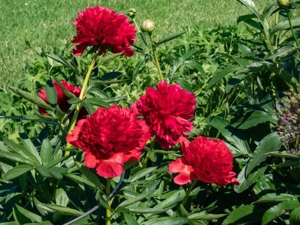 Diana Parks Peony Bare Root Plant - Red Perennial Flower Outdoor - Image 1