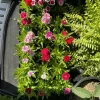 Dianthus Carnation Live Plant in Pot - Flowering Garden & Patio Plant - Image 1