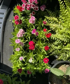 Dianthus Carnation Live Plant in Pot - Flowering Garden & Patio Plant - Image 1