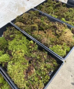 Dicranum scoparium Live Mood Moss Plant – Terrarium & Fairy Garden Moss - Image 2