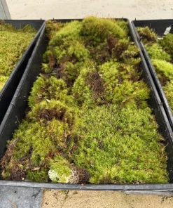 Dicranum scoparium Live Mood Moss Plant – Terrarium & Fairy Garden Moss - Image 3