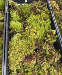 Dicranum scoparium Live Mood Moss Plant – Terrarium & Fairy Garden Moss - Image 4