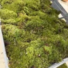 Dicranum scoparium Live Mood Moss Plant – Terrarium & Fairy Garden Moss - Image 1