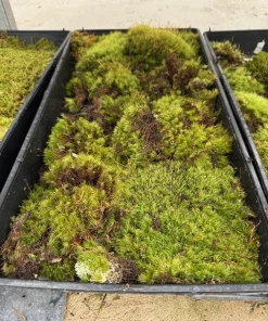 Dicranum scoparium Moss Live Plant - Terrestrial Green Moss - Image 3