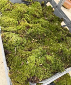 Dicranum scoparium Moss Live Plant - Terrestrial Green Moss - Image 1