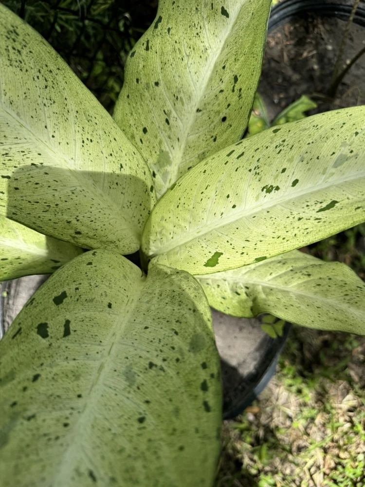 Dieffenbachia Camouflage Live Plant – Indoor Houseplant for Home Decor - Image 1