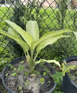 Dieffenbachia Camouflage Live Plant - Indoor Plant with Variegated Foliage - Image 2