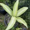 Dieffenbachia Camouflage Live Plant - Indoor Plant with Variegated Foliage - Image 1