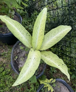 Dieffenbachia Camouflage Live Plant - Indoor Plant with Variegated Foliage - Image 1