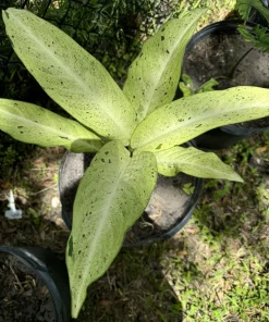 Dieffenbachia Camouflage Live Plant – Rare Dumb Cane Houseplant – Indoor Foliage - Image 2