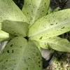 Dieffenbachia Camouflage Live Plant – Rare Dumb Cane Houseplant – Indoor Foliage - Image 1