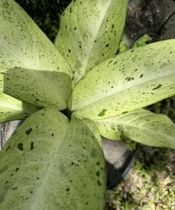 Dieffenbachia Camouflage Live Plant – Rare Dumb Cane Houseplant – Indoor Foliage - Image 1