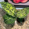 Dieffenbachia Live Plant - Dumb Cane Air Purifying Tropical Houseplant - Image 1