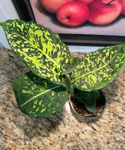 Dieffenbachia Live Plant - Dumb Cane Air Purifying Tropical Houseplant - Image 1