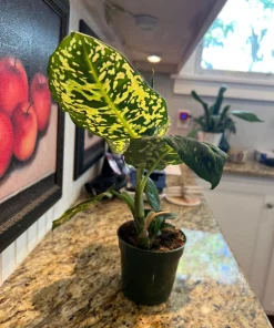 Dieffenbachia Live Plant - Dumb Cane Air Purifying Tropical Houseplant - Image 2
