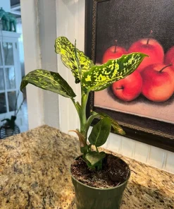 Dieffenbachia Live Plant - Dumb Cane Air Purifying Tropical Houseplant - Image 3