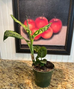 Dieffenbachia Live Plant - Dumb Cane Air Purifying Tropical Houseplant - Image 4
