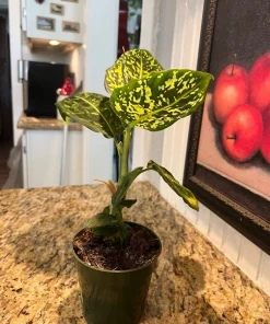 Dieffenbachia Live Plant - Dumb Cane Air Purifying Tropical Houseplant - Image 5