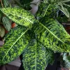 Dieffenbachia Live Plant - Dumb Cane Houseplant - Choose Your Variety - Image 1