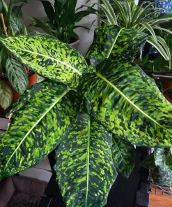 Dieffenbachia Live Plant - Dumb Cane Houseplant - Choose Your Variety - Image 1