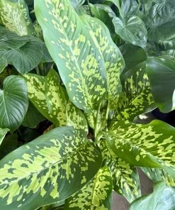 Dieffenbachia Live Plant - Dumb Cane Houseplant - Choose Your Variety - Image 3