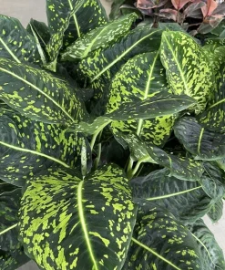 Dieffenbachia Live Plant – Dumb Cane Indoor Air Purifier Houseplant - Image 2