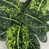 Dieffenbachia Live Plant – Dumb Cane Indoor Air Purifier Houseplant - Image 1