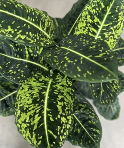 Dieffenbachia Live Plant – Dumb Cane Indoor Air Purifier Houseplant - Image 1