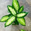 Dieffenbachia Live Plant – Dumb Cane – Potted Air Purifying Houseplant - Image 1