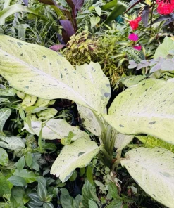 Dieffenbachia Live Plant - Dumb Cane Tropical Indoor Houseplant - Image 2
