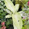 Dieffenbachia Live Plant - Dumb Cane Tropical Indoor Houseplant - Image 1