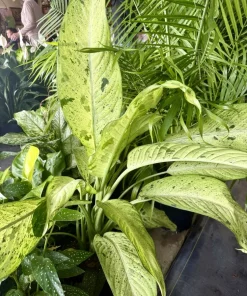Dieffenbachia Live Plant - Easy Care Indoor Houseplant - Image 2