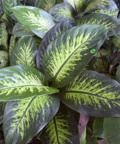 Dieffenbachia Live Plant - Easy Care Indoor Houseplant - Image 4
