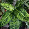 Dieffenbachia Live Plant - Easy Care Indoor Houseplant - Image 1
