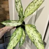 Dieffenbachia Live Plant in Vase - Indoor Houseplant - Image 1
