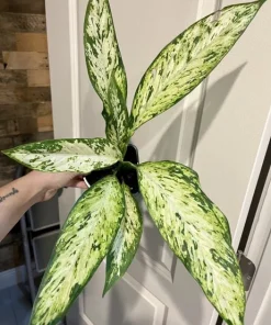 Dieffenbachia Live Plant in Vase - Indoor Houseplant - Image 1