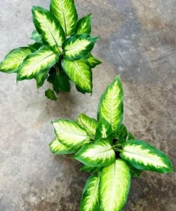 Dieffenbachia Live Plant – Potted Houseplant – Indoor Dumb Cane - Image 2