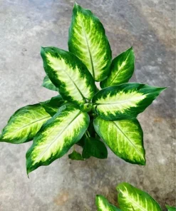 Dieffenbachia Live Plant – Potted Houseplant – Indoor Dumb Cane - Image 1
