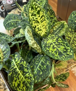 Dieffenbachia Reflector Live Plant - Potted Houseplant - Image 2