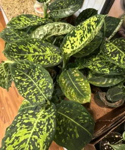 Dieffenbachia Reflector Live Plant - Potted Houseplant - Image 1