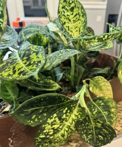 Dieffenbachia Reflector Live Plant - Rare Tropical Foliage Houseplant - Image 3