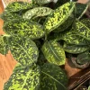 Dieffenbachia Reflector Live Plant - Rare Tropical Foliage Houseplant - Image 1