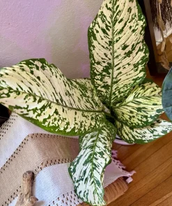 Dieffenbachia 'White Etna' Live Plant - Indoor Tropical Foliage - Image 2