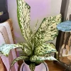Dieffenbachia 'White Etna' Live Plant - Indoor Tropical Foliage - Image 1